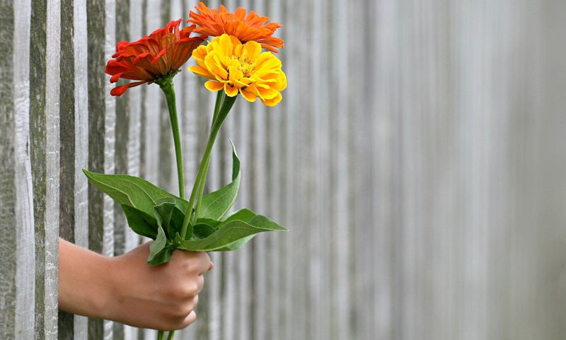 Odoo • Image et Texte